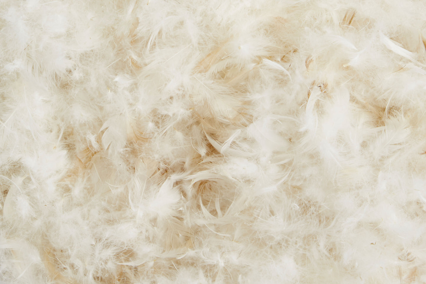 Hallis Square Feather and Down Cushion Pads (Pack of 2) - 46cm x 46cm
