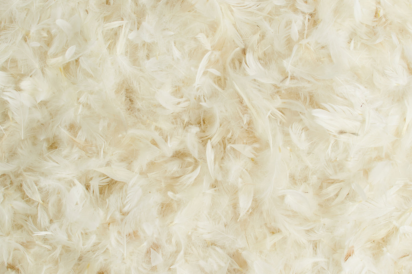 Hallis Rectangular Superfill Feather Cushion Pads (Pack of 2) - 81cm x 33cm